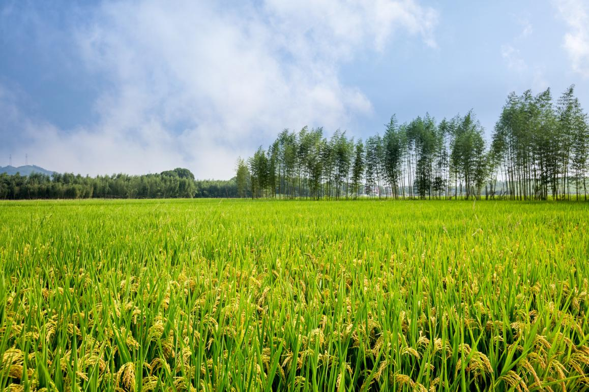 冠领律师提醒您，山东济南这里的征地补偿安置方案已出，快来关注吧-图2