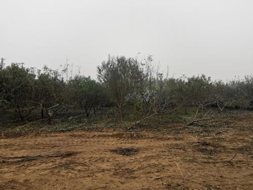 【胜诉故事】林地被强占对方拒不承认，冠领律师全面收集证据赢得诉讼-图1