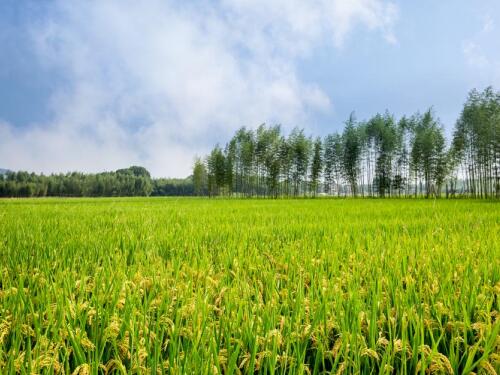 广西企业拆迁律师-集体土地拆迁可以要求停产停业损失补偿吗