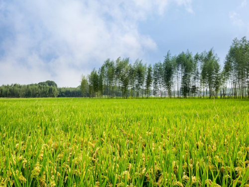 【胜诉故事】房屋涉嫌违建遭强拆，冠领律师助村民提起4起诉讼均胜诉-1
