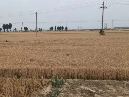 【胜诉故事】政府拒收村民补偿申请，律师通过复议助其维权成功-1