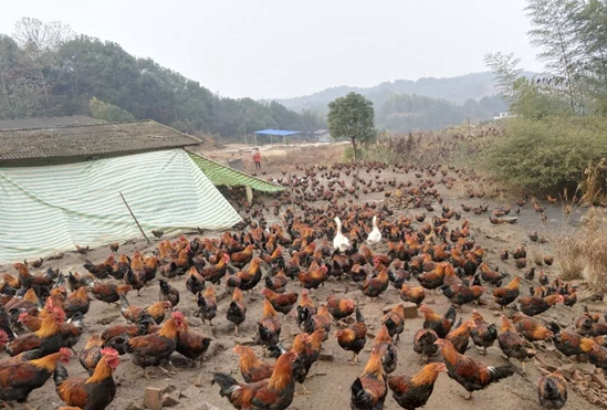 养鸡场拆迁律师：当转包合同遭到拆迁，拆迁补偿款该给谁